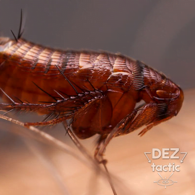 Уничтожение блох во Львове