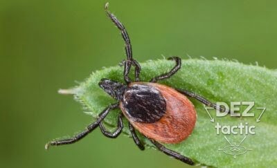 Знищення кліщів