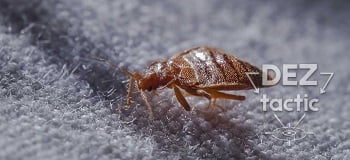 Уничтожение клопов в Черновцах