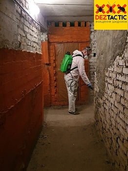 Як обрати службу знищення тарганів для бізнесу: повний гайд