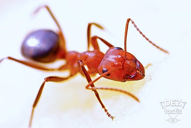 Знищення мурах