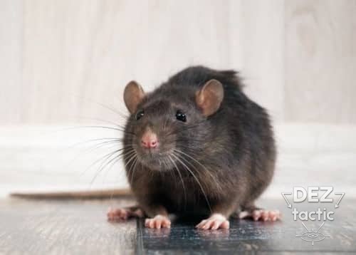 Знищення щурів і мишей