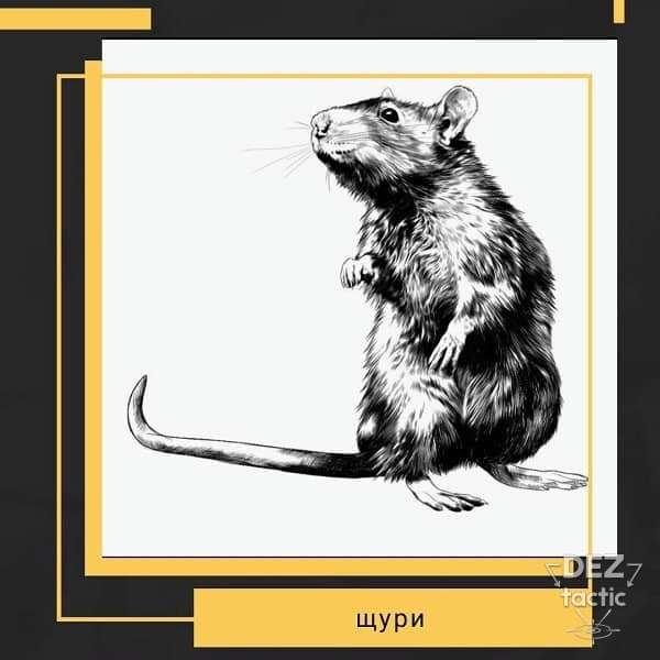 Уничтожение мышей в Киеве