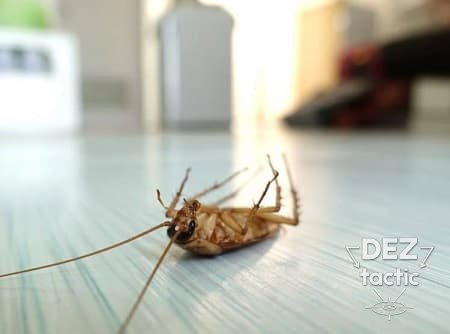 Избавиться от тараканов в квартире