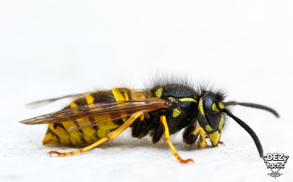 Як вивести ос