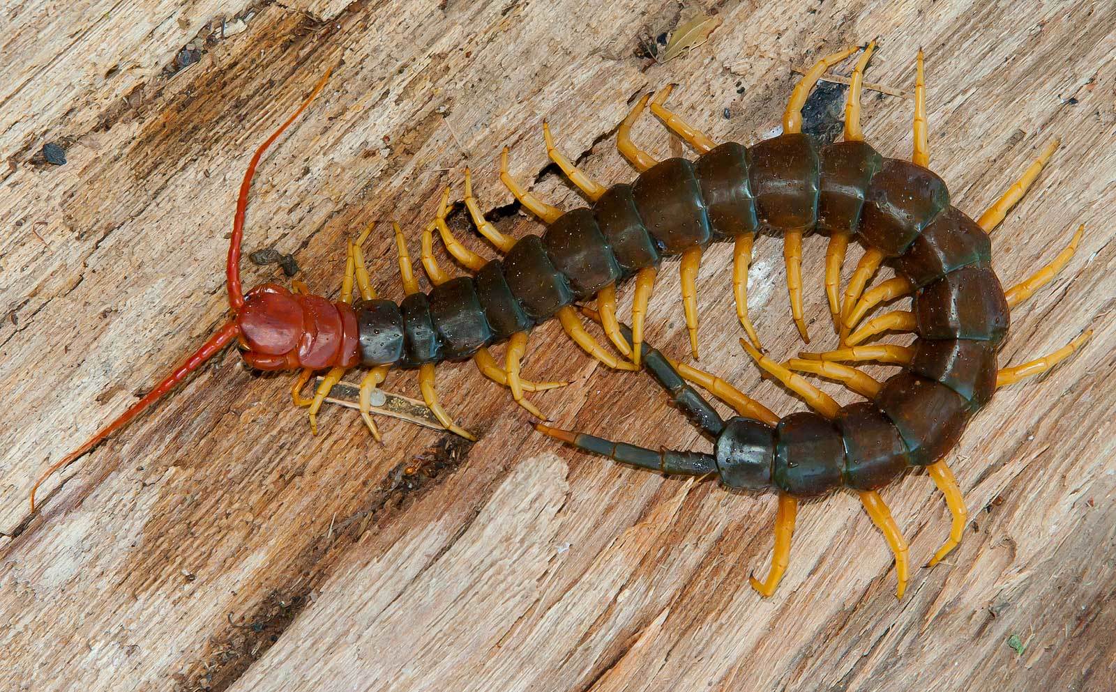 Как предотвратить появление сколопендр в квартире или доме: эффективные меры профилактики и герметизация щелей