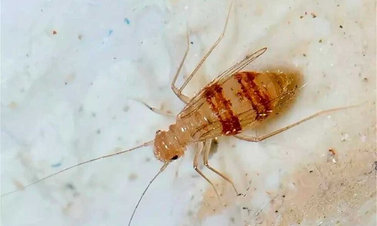 Чи можуть сеноїди кусати людину: правда і міфи