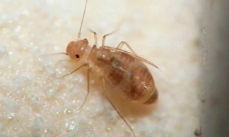 Сеноеды в квартире: как распознать и чем опасны эти насекомые