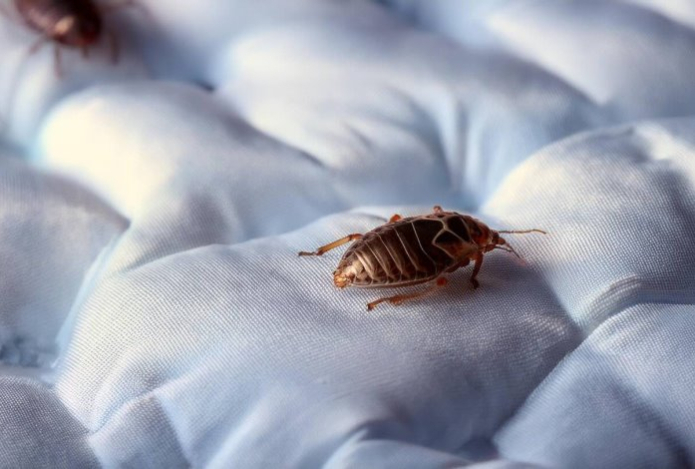 Як захистити житло після обробки від клопів: профілактика повторного зараження