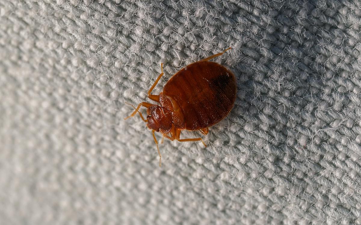 Уничтожение клопов в Ужгороде