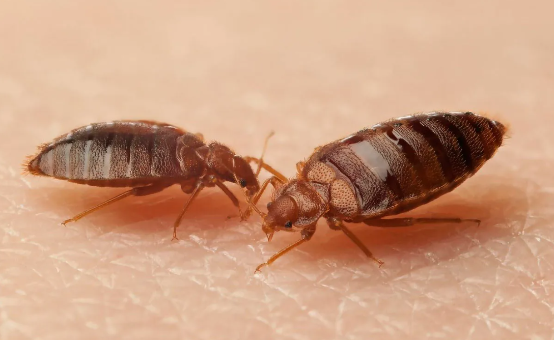 Чому клопи активізуються восени і взимку: причини та особливості поведінки паразитів