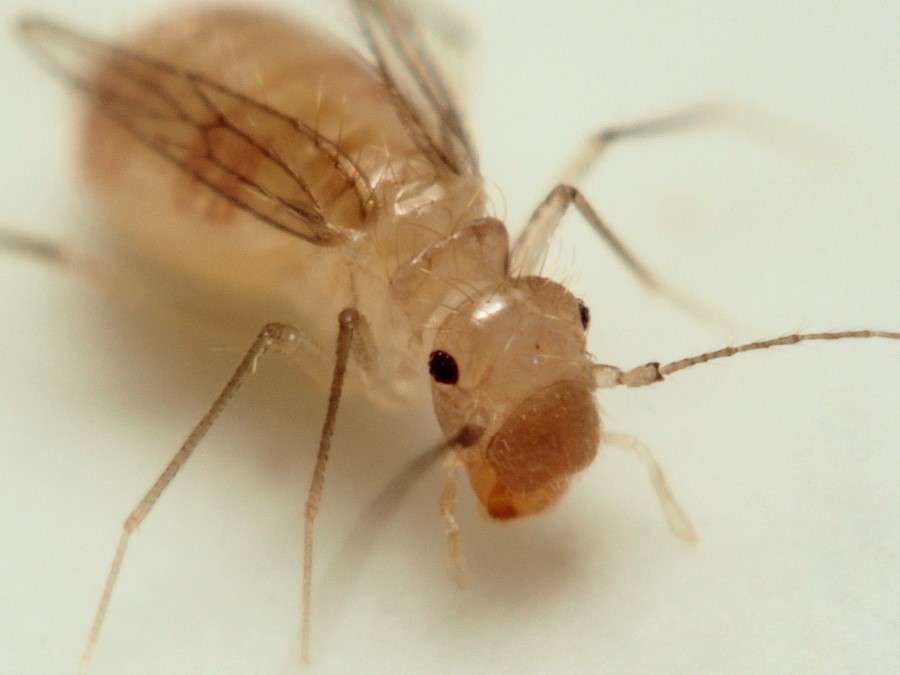 Чем сеноеды отличаются от клопов и других бытовых вредителей