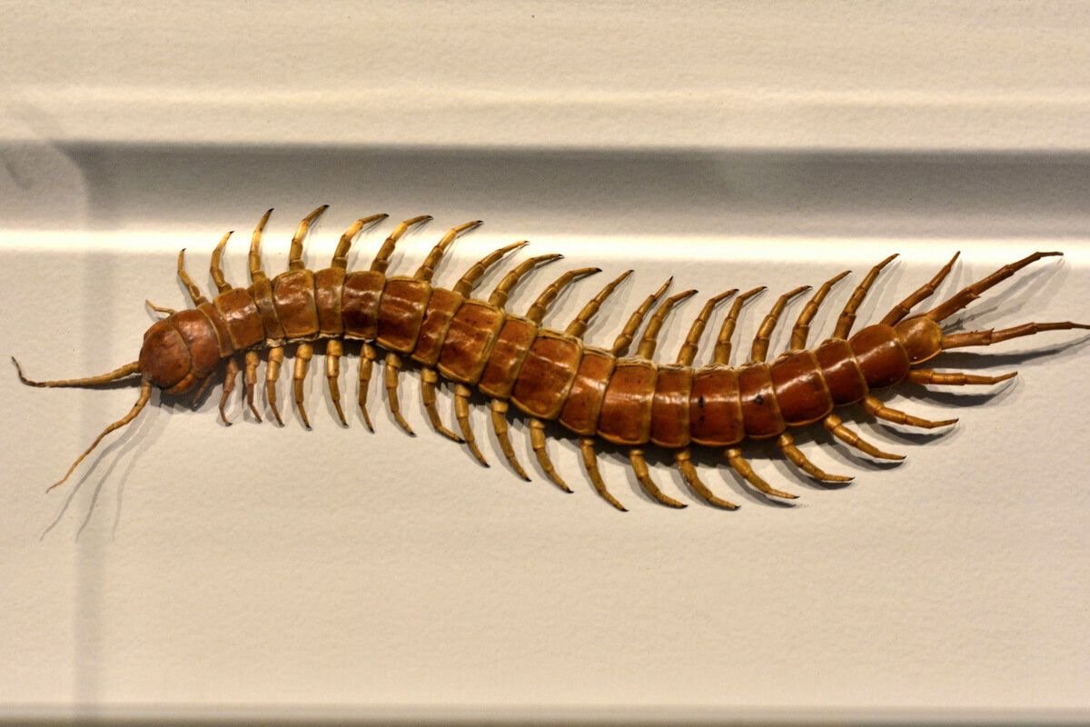 Чем опасна сороконожка: реальные риски и советы