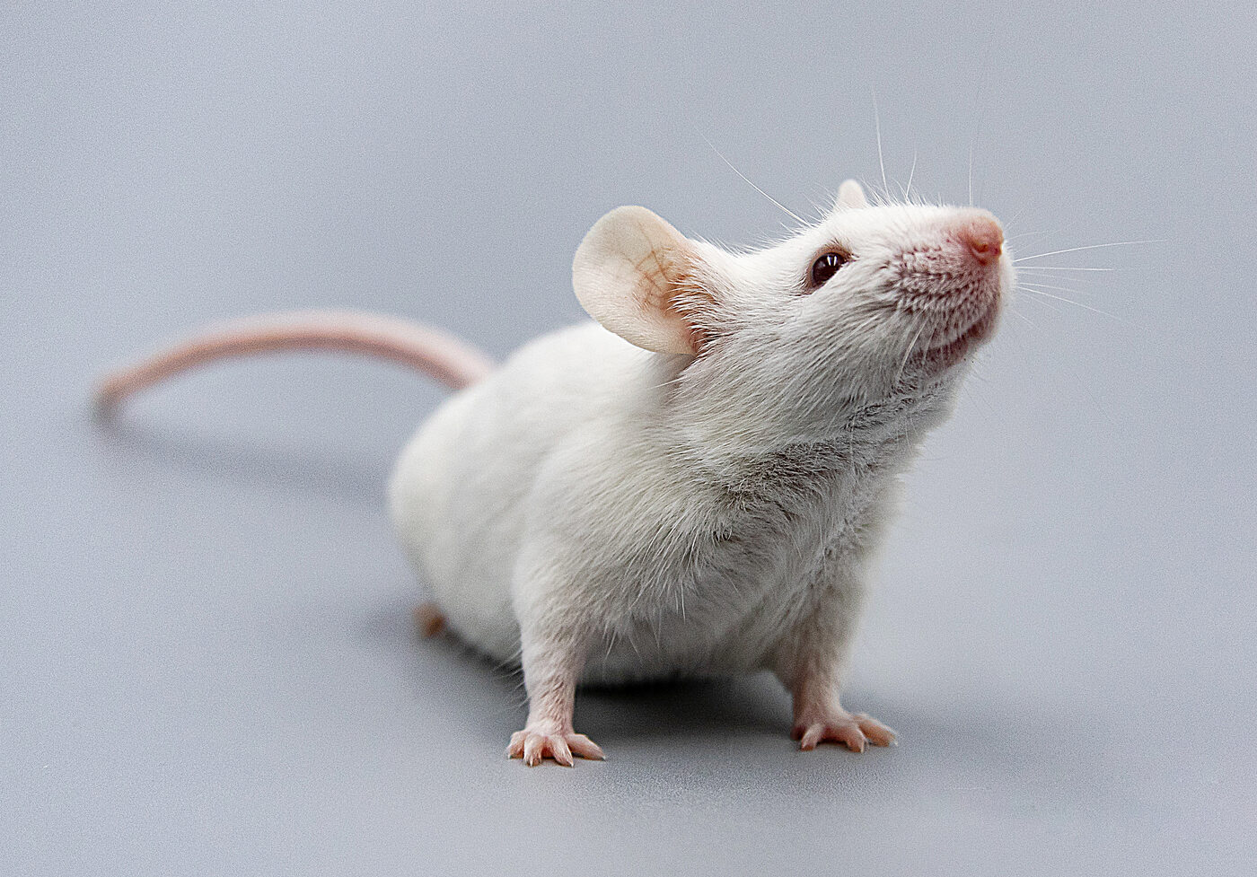 Эффективные советы, как избавиться от грызунов в доме и квартире