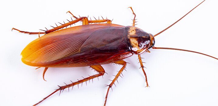 От чего умирают тараканы