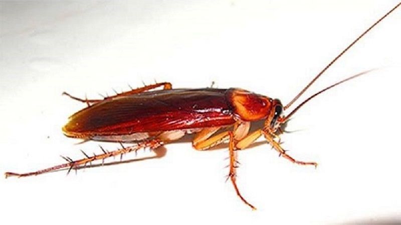 Лучшие средства для борьбы с прусаками