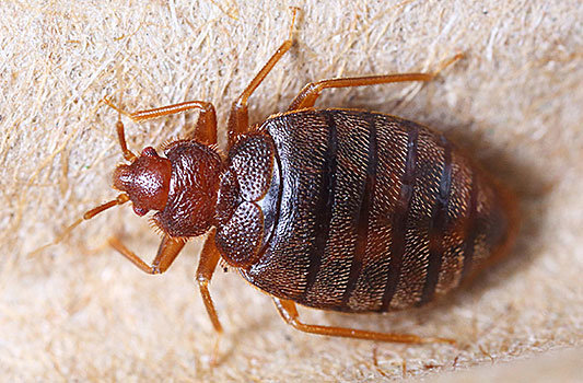 Як кусають клопи: ознаки, вигляд та наслідки укусів